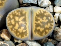 Lithops karasmontana ssp. bella C 143a